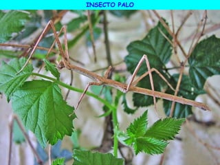 INSECTO PALO
 