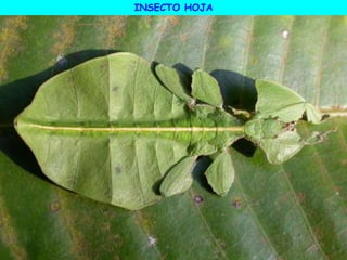 INSECTO HOJA
 
