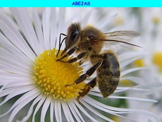 ABEJAS
 