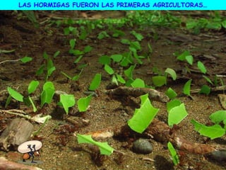 LAS HORMIGAS FUERON LAS PRIMERAS AGRICULTORAS…
 