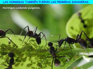 Hormigas cuidando pulgones.
LAS HORMIGAS TAMBIÉN FUERON LAS PRIMERAS GANADERAS…
 