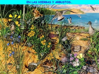 EN LAS HIERBAS Y ARBUSTOS…
 