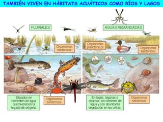 TAMBIÉN VIVEN EN HÁBITATS ACUÁTICOS COMO RÍOS Y LAGOS
 