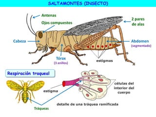 SALTAMONTES (INSECTO)
Antenas
Ojos compuestos
2 pares
de alas
Cabeza
Tórax
(3 anillos)
Abdomen
(segmentado)
Tráqueas
Respiración traqueal
 