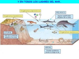 Y EN TODOS LOS LUGARES DEL MAR…
 