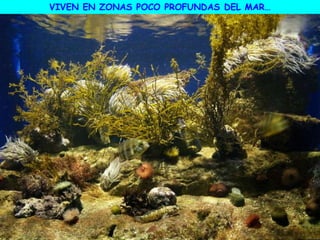 VIVEN EN ZONAS POCO PROFUNDAS DEL MAR…
 