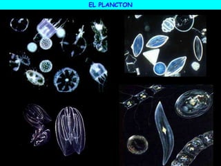 EL PLANCTON
 