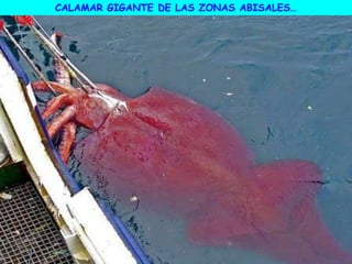 CALAMAR GIGANTE DE LAS ZONAS ABISALES…
 