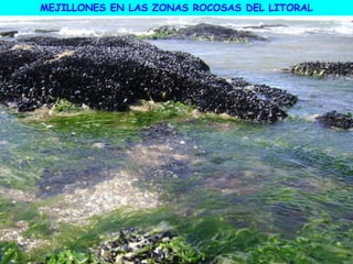 MEJILLONES EN LAS ZONAS ROCOSAS DEL LITORAL
 
