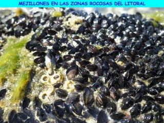 MEJILLONES EN LAS ZONAS ROCOSAS DEL LITORAL
 