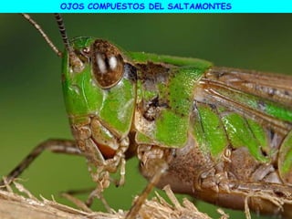OJOS COMPUESTOS DEL SALTAMONTES
 