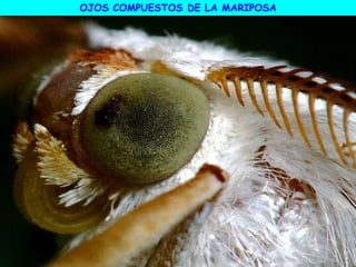 OJOS COMPUESTOS DE LA MARIPOSA
 