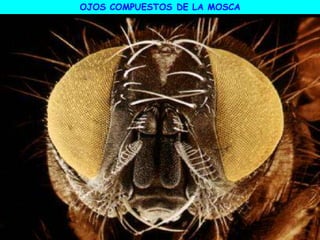OJOS COMPUESTOS DE LA MOSCA
 