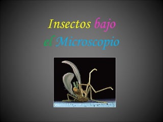 Insectos   bajo el   Microscopio 