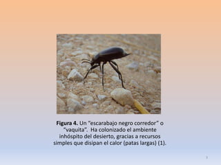 Figura 4. Un “escarabajo negro corredor” o
    “vaquita”. Ha colonizado el ambiente
  inhóspito del desierto, gracias a recursos
simples que disipan el calor (patas largas) (1).

                                                   3
 