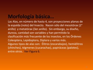 Morfología básica…
Las Alas, en número de hasta 4, son proyecciones planas de
la espalda (noto) del Insecto. Nacen sólo del mesotórax (2°
anillo) y metatórax (3er.anillo). Sin embargo, su diseño,
dureza, cantidad son variables y han permitido la
clasificación más frecuente de los insectos, en los Órdenes
Coleoptera, Lepidoptera, Diptera y varios más.
Algunos tipos de alas son: Élitros (escarabajos), hemiélitros
(chinches), tégmenes (cucarachas), papiráceas (palotes),
entre otros. Ver Figura 6.



                                                                11
 