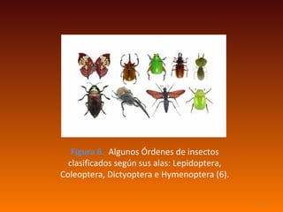 Figura 6. Algunos Órdenes de insectos
  clasificados según sus alas: Lepidoptera,
Coleoptera, Dictyoptera e Hymenoptera (6).

                                              12
 