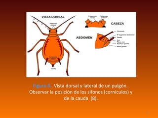 Figura 8. Vista dorsal y lateral de un pulgón.
Observar la posición de los sifones (cornículos) y
                de la cauda (8).

                                                     16
 