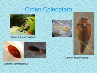 Hydroscapha Insectos acuáticos | PPT