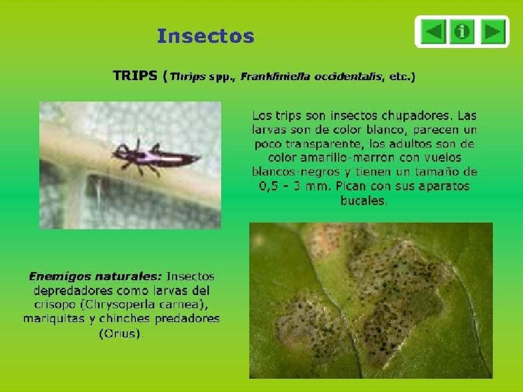 Insectos,Bacterias,Virus Y Hongos