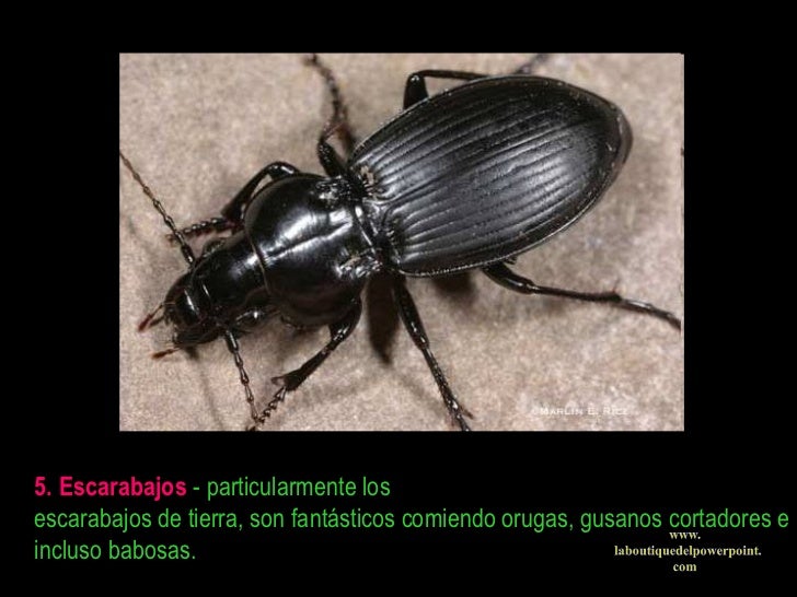 Insectos Beneficiosos