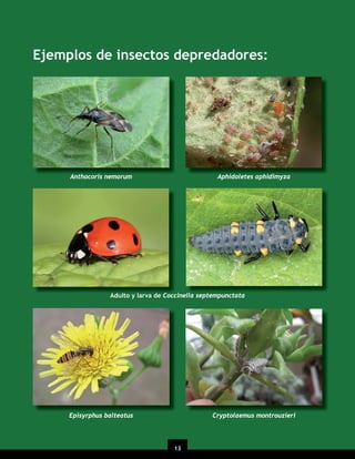 Ejemplos de insectos depredadores:

Aphidoletes aphidimyza

Anthocoris nemorum

Adulto y larva de Coccinella septempunctata

Cryptolaemus montrouzieri

Episyrphus balteatus

13

 
