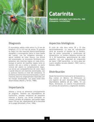 Catarinita
Hippodamia convergens Guérin-Méneville, 1842
(Coleoptera: Coccinellidae)

Diagnosis

Aspectos biológicos

El escarabajo adulto mide entre 4 y 8 mm de
longitud y 2.5 a 4.9 mm de ancho. El pronoto
es negro con dos manchas blanco-amarillentas
alargadas y convergentes hacia la línea media
del cuerpo, con los márgenes laterales y
apical también de color blanco. Los élitros
son anaranjados, se reconocen fácilmente por
presentar seis manchas negras en cada élitro,
aunque el patrón de manchas negras varía en
número (de uno a ocho) y tamaño. La parte
ventral del adulto es completamente negra.
Las larvas son campodeiformes de color negro
o pardo obscuro con manchas anaranjadas, con
la anchura máxima al nivel del metatórax. El
protórax presenta manchas anaranjadas y cuatro
manchas obscuras longitudinales separadas por
las franjas anaranjadas. Las patas están bien
desarrolladas (Morón y Terrón, 1988).

El ciclo de vida dura entre 28 y 33 días
aproximadamente. La tasa de reproducción
varía de acuerdo al tamaño de la hembra,
tipo de presa consumida y condiciones de
temperatura. La hembra deposita racimos de
10 a 50 huevecillos, generalmente de color
amarillo, con una capacidad de oviposición
de hasta 1,500 huevecillos. La larva pasa por
cuatro estadios larvales (Balduf, 1969; Loera y
Kokubu, 2003).

Distribución
Desde Norteamérica hasta parte de Sudamérica.
Muy común en México. En Michoacán es
una especie de gran abundancia y actividad
depredadora (Bahena et al., 2004). En Los
Reyes, Michoacán, se colectó frecuentemente
en cultivos de zarzamora y vegetación aledaña.

Importancia
Adultos y larvas se alimentan principalmente
de pulgones. También son depredadores de
huevecillos, estados inmaduros de pequeños
insectos y ácaros. Las larvas consumen un
número variable de pulgones, que puede llegar
hasta 170 por día, dependiendo de la densidad
de la plaga (Dreistadt y Flint, 1996).

14
20

 
