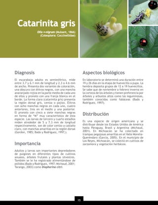 Catarinita gris
Olla v-nigrum (Mulsant, 1866)
(Coleoptera: Coccinellidae)

Diagnosis

Aspectos biológicos

El escarabajo adulto es semiesférico, mide
entre 3.7 y 6.1 mm de longitud y 2.3 a 4.6 mm
de ancho. Presenta dos variantes de coloración,
una obscura con élitros negros, con una mancha
anaranjado-rojiza en la parte media de cada uno
de ellos y pronoto con una franja blanca en el
borde. La forma clara (catarinita gris) presenta
la región dorsal gris, ceniza o pajizo. Élitros
con ocho manchas negras en cada uno, cuatro
anteriores, tres en el medio y una posterior.
El pronoto con cinco a siete manchas negras
en forma de “M” muy característico de esta
especie. Las larvas de tercero y cuarto estadios
miden alrededor de 5 y 7.3 mm de longitud
respectivamente, son de color cenizo a castaño
claro, con manchas amarillas en la región dorsal
(Gordon, 1985; Bado y Rodríguez, 1997;).

En laboratorio se determinó una duración entre
19 y 26 días en la etapa de huevecillo a pupa. La
hembra deposita grupos de 12 a 19 huevecillos.
Se sabe que de noviembre a febrero inverna en
la corteza de los árboles y tienen preferencia por
árboles y arbustos altos como las leguminosas,
también conocidas como fabáceas (Bado y
Rodríguez, 1997).

Distribución
Es una especie de origen americano y se
distribuye desde los Estados Unidos de América
hasta Paraguay, Brasil y Argentina (Michaud,
2001). En Michoacán se ha colectado en
trampas pegajosas amarillas en el Valle MoreliaQueréndaro (García, 2005). En el municipio de
Los Reyes, Michoacán, se colectó en cultivos de
zarzamora y vegetación herbácea.

Importancia
Adultos y larvas son importantes depredadores
de pulgones en diferentes tipos de cultivos
anuales, árboles frutales y plantas silvestres.
También se le ha registrado alimentándose de
psílidos (Bado y Rodríguez, 1997; Michaud, 2001;
Tarango, 2003) como Diaphorina citri.

15

 