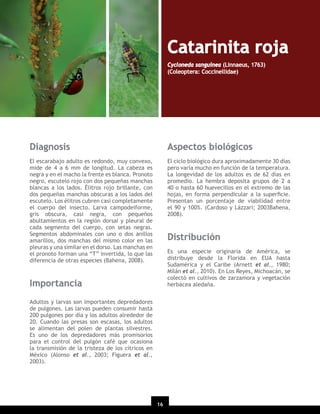 Catarinita roja
Cycloneda sanguinea (Linnaeus, 1763)
(Coleoptera: Coccinellidae)

Diagnosis

Aspectos biológicos

El escarabajo adulto es redondo, muy convexo,
mide de 4 a 6 mm de longitud. La cabeza es
negra y en el macho la frente es blanca. Pronoto
negro, escutelo rojo con dos pequeñas manchas
blancas a los lados. Élitros rojo brillante, con
dos pequeñas manchas obscuras a los lados del
escutelo. Los élitros cubren casi completamente
el cuerpo del insecto. Larva campodeiforme,
gris obscura, casi negra, con pequeños
abultamientos en la región dorsal y pleural de
cada segmento del cuerpo, con setas negras.
Segmentos abdominales con uno o dos anillos
amarillos, dos manchas del mismo color en las
pleuras y una similar en el dorso. Las manchas en
el pronoto forman una “T” invertida, lo que las
diferencia de otras especies (Bahena, 2008).

El ciclo biológico dura aproximadamente 30 días
pero varía mucho en función de la temperatura.
La longevidad de los adultos es de 62 días en
promedio. La hembra deposita grupos de 2 a
40 o hasta 60 huevecillos en el extremo de las
hojas, en forma perpendicular a la superﬁcie.
Presentan un porcentaje de viabilidad entre
el 90 y 100%. (Cardoso y Lázzari; 2003Bahena,
2008).

Distribución
Es una especie originaria de América, se
distribuye desde la Florida en EUA hasta
Sudamérica y el Caribe (Arnett et al., 1980;
Milán et al., 2010). En Los Reyes, Michoacán, se
colectó en cultivos de zarzamora y vegetación
herbácea aledaña.

Importancia
Adultos y larvas son importantes depredadores
de pulgones. Las larvas pueden consumir hasta
200 pulgones por día y los adultos alrededor de
20. Cuando las presas son escasas, los adultos
se alimentan del polen de plantas silvestres.
Es uno de los depredadores más promisorios
para el control del pulgón café que ocasiona
la transmisión de la tristeza de los cítricos en
México (Alonso et al., 2003; Figuera et al.,
2003).

16
20

 