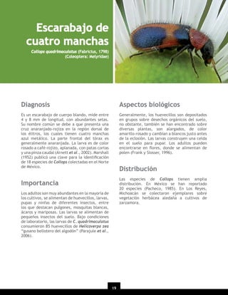 Escarabajo de
cuatro manchas
Collops quadrimaculatus (Fabricius, 1798)
(Coleoptera: Melyridae)

Diagnosis

Aspectos biológicos

Es un escarabajo de cuerpo blando, mide entre
4 y 8 mm de longitud, con abundantes setas.
Su nombre común se debe a que presenta una
cruz anaranjado-rojiza en la región dorsal de
los élitros, los cuales tienen cuatro manchas
azul metálico. La parte frontal del tórax es
generalmente anaranjada. La larva es de color
rosado a café-rojizo, aplanada, con patas cortas
y una pinza caudal (Arnett et al., 2002). Marshall
(1952) publicó una clave para la identiﬁcación
de 18 especies de Collops colectadas en el Norte
de México.

Generalmente, los huevecillos son depositados
en grupos sobre desechos orgánicos del suelo,
no obstante, también se han encontrado sobre
diversas plantas, son alargados, de color
amarillo-rosado y cambian a blancos justo antes
de la eclosión. Las larvas construyen una celda
en el suelo para pupar. Los adultos pueden
encontrarse en ﬂores, donde se alimentan de
polen (Frank y Slosser, 1996).

Distribución
Las especies de Collops tienen amplia
distribución. En México se han reportado
20 especies (Pacheco, 1985). En Los Reyes,
Michoacán se colectaron ejemplares sobre
vegetación herbácea aledaña a cultivos de
zarzamora.

Importancia
Los adultos son muy abundantes en la mayoría de
los cultivos, se alimentan de huevecillos, larvas,
pupas y ninfas de diferentes insectos, entre
los que destacan pulgones, mosquitas blancas,
ácaros y mariposas. Las larvas se alimentan de
pequeños insectos del suelo. Bajo condiciones
de laboratorio, las larvas de C. quadrimaculatus
consumieron 85 huevecillos de Helicoverpa zea
“gusano bellotero del algodón” (Parajule et al.,
2006).

19

 