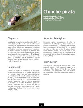 Chinche pirata
Orius insidiosus (Say, 1832)
Orius tristicolor (White, 1879)
(Hemiptera: Anthocoridae)

Diagnosis

Aspectos biológicos

Los adultos son de forma oval y miden de 1.7 a
3 mm de longitud. Las alas son de color negro
con manchas blancas y se extienden más allá de
la parte ﬁnal del cuerpo. Los estados inmaduros
(ninfas) no presentan alas, son muy pequeñas,
de color amarillo-anaranjado a marrón, con
forma de lágrima y tienen movimientos rápidos.
Ambas especies son muy similares, O. tristicolor
es más obscura, con el clavus completamente
negro, a diferencia de O. insidiosus, que lo
presenta casi completamente blanco (Kelton,
1963; Wright, 1994).

Presentan varias generaciones al año. En
condiciones de laboratorio, el desarrollo desde
huevo hasta adulto dura 20 días aproximadamente.
Las hembras ponen un promedio de 130 huevos
durante su vida. Las ninfas de desarrollan a
través de cinco etapas. Los adultos viven 35 días
en promedio. Para favorecer su conservación se
recomienda la diversiﬁcación de cultivos (Askari
y Stern, 1972).

Distribución
Son especies con amplia distribución a nivel
mundial (Barber, 1936; Knowlton, 1944; Dicke
y Jarvis, 1962; Salas, 1995). En Los Reyes,
Michoacán, fue colectada tanto en cultivos
de zarzamora como en vegetación herbácea
aledaña.

Importancia
Adultos y ninfas se alimentan al succionar
los líquidos internos de su presa. La succión
se realiza a través de una modiﬁcación del
aparato bucal en forma de pico que insertan en
su presa, característica de todas las chinches.
Son depredadoras de trips, ninfas de mosquita
blanca, pulgones, ácaros, larvas pequeñas
de mariposa e insectos de tamaño pequeño.
Llegan a consumir hasta 33 ácaros por día. Se
utilizan con frecuencia como agentes de control
biológico y están disponibles en forma comercial
(Wright, 1994).

20

 