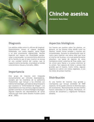 Chinche asesina
(Hemiptera: Reduviidae)

Diagnosis

Aspectos biológicos

Los adultos miden entre 4 y 40 mm de longitud.
Generalmente tienen la cabeza alargada,
bilobulada; con cuello angosto, patas largas
y un pico prominente segmentado. Muchas
especies son negras con tonalidades pardas,
rojas o anaranjadas. La característica distintiva
de la familia es que el pico (rostro) se encaja
en una cavidad ventral del cuerpo, que al
rasparlo contra los bordes, se produce un sonido
característico (Souza y Carvalho, 2002).

Los huevos son puestos sobre las plantas, en
general, en los mismos sitios donde viven los
adultos, tienen forma variable y muchos son
ornamentados. Durante la alimentación usan el
rostro para inyectar una saliva letal que licua
el interior de la presa, a la cual posteriormente
absorben. Las patas de algunos de estos
hemípteros están cubiertas de ﬁnas sedas, que
les sirven para ﬁjarse a la presa mientras se
la comen. Son capaces de matar a presas más
grandes que el insecto. Como ninfas, algunas
especies se cubren con restos vegetales, o con
los restos de presas muertas.

Importancia
Este grupo de insectos está integrado
exclusivamente por chinches depredadoras,
excepto por los miembros de la subfamilia
Triatominae, que incluye a las chinches con
hábitos hematófagos, portadoras del protozoario
que ocasiona la “enfermedad de Chagas”. Los
depredadores son muy activos y algunas especies
pueden contribuir al control biológico de plagas.
Algunas especies son depredadoras de varios
insectos que viven sobre árboles frutales (Gallo
et al., 2002).

Distribución
Es una familia de insectos muy grande y
cosmopolita que incluye alrededor de 7000
especies. Se les puede colectar en distintos tipos
de ecosistemas. Representantes de esta familia
fueron colectados en Los Reyes, Michoacán, en
cultivos de zarzamora y vegetación herbácea
aledaña.

22
20

 