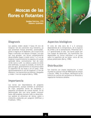 Moscas de las
ﬂores o ﬂotantes
Syrphus Fabricius, 1775
(Diptera: Syrphidae)

Diagnosis

Aspectos biológicos

Los adultos miden desde 4 hasta 25 mm de
longitud. Son de coloración muy llamativa, ya
que presentan franjas amarillas, anaranjadas,
grises o negras en el abdomen, por lo que se les
llega a confundir con abejas o avispas. Los ojos
son muy grandes. Las larvas completamente
desarrolladas llegan a medir entre 1 y 2 cm de
longitud, la parte anterior es angosta y el cuerpo
aplanado dorso ventralmente. Son de color
verde claro a café. La cabeza y patas no están
bien deﬁnidas. La pupa es ovalada, en forma de
gota de agua, generalmente se encuentra sobre
la superﬁcie de las hojas o en el suelo, mide
aproximadamente 6 mm de longitud y 2 mm de
diámetro. Los huevecillos son blancos, alargados
y miden 1 mm de longitud (Berry, 1998).

El ciclo de vida dura de 2 a 6 semanas
dependiendo de la temperatura, de la especie
de sírﬁdo y de la alimentación. Presentan de 5
a 7 generaciones al año. Las larvas pasan por
tres etapas de desarrollo. Los huevecillos son
depositados en forma individual o en grupo
sobre la superﬁcie de las hojas, cerca de sus
presas potenciales (Berry, 1998).

Distribución
Son insectos con amplia distribución. A nivel
mundial se conocen más de 5000 especies (Alayo
y Garcés, 1999). En Los Reyes, Michoacán se les
colectó en cultivos de zarzamora en ﬂoración y
vegetación herbácea aledaña.

Importancia
Las larvas son depredadoras de pulgones
principalmente, aunque también se alimentan
de trips, pequeñas larvas de mariposas y
pequeños artrópodos de cuerpo blando. Se ha
determinado que una larva puede consumir
hasta 400 pulgones durante todo su desarrollo.
Los adultos se alimentan de néctar, polen o
mielecilla producida por pulgones (Hoffman y
Frodsham, 1993).

23

 