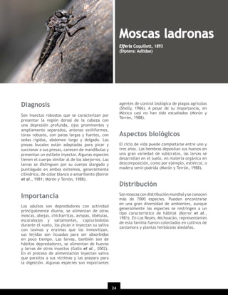 Moscas ladronas
Efferia Coquillett, 1893
(Diptera: Asilidae)

Diagnosis

agentes de control biológico de plagas agrícolas
(Shelly, 1986). A pesar de su importancia, en
México casi no han sido estudiados (Morón y
Terrón, 1988).

Son insectos robustos que se caracterizan por
presentar la región dorsal de la cabeza con
una depresión profunda, ojos prominentes y
ampliamente separados, antenas estiliformes,
tórax robusto, con patas largas y fuertes, con
sedas rígidas, abdomen largo y delgado. Las
piezas bucales están adaptadas para picar y
succionar a sus presas, carecen de mandíbulas y
presentan un estilete inyector. Algunas especies
tienen el cuerpo similar al de los abejorros. Las
larvas se distinguen por su cuerpo alargado y
puntiagudo en ambos extremos, generalmente
cilíndrico, de color blanco o amarillento (Borror
et al., 1981; Morón y Terrón, 1988).

Aspectos biológicos
El ciclo de vida puede completarse entre uno y
tres años. Las hembras depositan sus huevos en
una gran variedad de substratos, las larvas se
desarrollan en el suelo, en materia orgánica en
descomposición, como por ejemplo, estiércol, o
madera semi-podrida (Morón y Terrón, 1988).

Distribución

Importancia

Son moscas con distribución mundial y se conocen
más de 7000 especies. Pueden encontrarse
en una gran diversidad de ambientes, aunque
generalmente las especies se restringen a un
tipo característico de hábitat (Borror et al.,
1981). En Los Reyes, Michoacán, representantes
de esta familia fueron colectados en cultivos de
zarzamora y plantas herbáceas aledañas.

Los adultos son depredadores con actividad
principalmente diurna, se alimentan de otras
moscas, abejas, chicharritas, avispas, libélulas,
escarabajos y saltamontes, capturándolos
durante el vuelo, los pican e inyectan su saliva
con toxinas y enzimas que los inmovilizan,
sus tejidos son licuados para ser absorbidos
en poco tiempo. Las larvas, también son de
hábitos depredadores, se alimentan de huevos
y larvas de otros insectos (Gallo et al., 2002).
En el proceso de alimentación inyectan saliva
que paraliza a sus víctimas y las prepara para
la digestión. Algunas especies son importantes

24
20

 