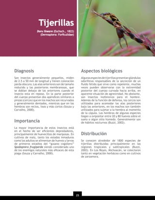 Tijerillas
Doru lineare (Eschsch., 1822)
(Dermaptera: Forﬁculidae)

Diagnosis

Aspectos biológicos

Son insectos generalmente pequeños, miden
de 2.5 a 50 mm de longitud y tienen coloración
parda obscura. Las alas anteriores son de tamaño
reducido y las posteriores membranosas, que
se doblan debajo de las anteriores cuando el
insecto esta en reposo. En la parte posterior
del cuerpo presentan dos apéndices similares a
pinzas (cercos) que en los machos son recurvados
y generalmente dentados, mientras que en las
hembras son rectos, lisos y más cortos (Souza y
Carvalho, 2000).

Algunas especies de tijerillas presentan glándulas
odoríferas responsables de la secreción de un
ﬂuido fétido que sirve como repelente, muchas
veces pueden observarse con la extremidad
posterior del cuerpo curvada hacia arriba, en
aparente situación de agresividad. No obstante,
son insectos inofensivos para el hombre.
Además de la función de defensa, los cercos son
utilizados para acomodar las alas posteriores
bajo las anteriores, en los machos son también
utilizados para sujetar a la hembra al momento
de la cópula. Las hembras de algunas especies
llegan a ovipositar entre 20 y 80 huevos sobre el
suelo o algún sitio húmedo. Generalmente son
de hábitos nocturnos (Buzzi, 2002).

Importancia
La mayor importancia de estos insectos está
en el hecho de ser eﬁcientes depredadores,
principalmente de huevecillos de mariposas. En
cultivos de maíz, tanto los estados inmaduros
como los adultos se alimentan de huevos y larvas
de primeros estadios del “gusano cogollero”
Spodoptera frugiperda siendo considerado uno
de los enemigos naturales más eﬁcaces de esta
plaga (Souza y Carvalho, 2000).

Distribución
Se conocen alrededor de 1800 especies de
tijerillas distribuidas principalmente en las
regiones tropicales y subtropicales (Buzzi,
2002). En Los Reyes, Michoacán, se colectaron
tanto en vegetación herbácea como en cultivos
de zarzamora.

25

 