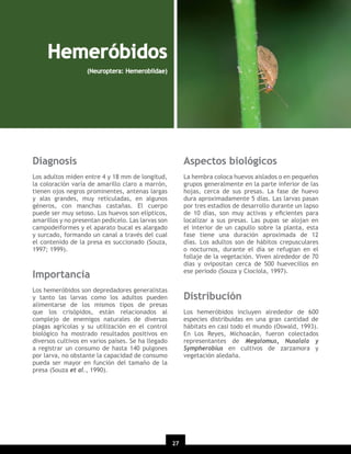 Hemeróbidos
(Neuroptera: Hemerobiidae)

Diagnosis

Aspectos biológicos

Los adultos miden entre 4 y 18 mm de longitud,
la coloración varía de amarillo claro a marrón,
tienen ojos negros prominentes, antenas largas
y alas grandes, muy reticuladas, en algunos
géneros, con manchas castañas. El cuerpo
puede ser muy setoso. Los huevos son elípticos,
amarillos y no presentan pedicelo. Las larvas son
campodeiformes y el aparato bucal es alargado
y surcado, formando un canal a través del cual
el contenido de la presa es succionado (Souza,
1997; 1999).

La hembra coloca huevos aislados o en pequeños
grupos generalmente en la parte inferior de las
hojas, cerca de sus presas. La fase de huevo
dura aproximadamente 5 días. Las larvas pasan
por tres estadios de desarrollo durante un lapso
de 10 días, son muy activas y eﬁcientes para
localizar a sus presas. Las pupas se alojan en
el interior de un capullo sobre la planta, esta
fase tiene una duración aproximada de 12
días. Los adultos son de hábitos crepusculares
o nocturnos, durante el día se refugian en el
follaje de la vegetación. Viven alrededor de 70
días y ovipositan cerca de 500 huevecillos en
ese periodo (Souza y Ciociola, 1997).

Importancia
Los hemeróbidos son depredadores generalistas
y tanto las larvas como los adultos pueden
alimentarse de los mismos tipos de presas
que los crisópidos, están relacionados al
complejo de enemigos naturales de diversas
plagas agrícolas y su utilización en el control
biológico ha mostrado resultados positivos en
diversos cultivos en varios países. Se ha llegado
a registrar un consumo de hasta 140 pulgones
por larva, no obstante la capacidad de consumo
pueda ser mayor en función del tamaño de la
presa (Souza et al., 1990).

Distribución
Los hemeróbidos incluyen alrededor de 600
especies distribuidas en una gran cantidad de
hábitats en casi todo el mundo (Oswald, 1993).
En Los Reyes, Michoacán, fueron colectados
representantes de Megalomus, Nusalala y
Sympherobius en cultivos de zarzamora y
vegetación aledaña.

27

 