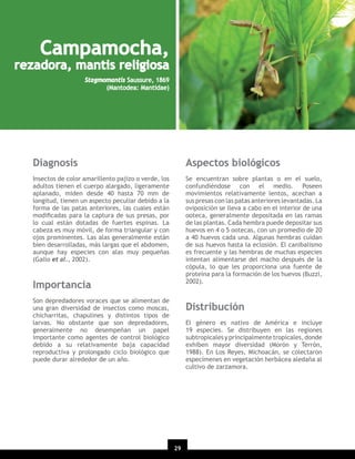 Campamocha,

rezadora, mantis religiosa
Stagmomantis Saussure, 1869
(Mantodea: Mantidae)

Diagnosis

Aspectos biológicos

Insectos de color amarillento pajizo o verde, los
adultos tienen el cuerpo alargado, ligeramente
aplanado, miden desde 40 hasta 70 mm de
longitud, tienen un aspecto peculiar debido a la
forma de las patas anteriores, las cuales están
modiﬁcadas para la captura de sus presas, por
lo cual están dotadas de fuertes espinas. La
cabeza es muy móvil, de forma triangular y con
ojos prominentes. Las alas generalmente están
bien desarrolladas, más largas que el abdomen,
aunque hay especies con alas muy pequeñas
(Gallo et al., 2002).

Se encuentran sobre plantas o en el suelo,
confundiéndose con el medio. Poseen
movimientos relativamente lentos, acechan a
sus presas con las patas anteriores levantadas. La
oviposición se lleva a cabo en el interior de una
ooteca, generalmente depositada en las ramas
de las plantas. Cada hembra puede depositar sus
huevos en 4 o 5 ootecas, con un promedio de 20
a 40 huevos cada una. Algunas hembras cuidan
de sus huevos hasta la eclosión. El canibalismo
es frecuente y las hembras de muchas especies
intentan alimentarse del macho después de la
cópula, lo que les proporciona una fuente de
proteína para la formación de los huevos (Buzzi,
2002).

Importancia
Son depredadores voraces que se alimentan de
una gran diversidad de insectos como moscas,
chicharritas, chapulines y distintos tipos de
larvas. No obstante que son depredadores,
generalmente no desempeñan un papel
importante como agentes de control biológico
debido a su relativamente baja capacidad
reproductiva y prolongado ciclo biológico que
puede durar alrededor de un año.

Distribución
El género es nativo de América e incluye
19 especies. Se distribuyen en las regiones
subtropicales y principalmente tropicales, donde
exhiben mayor diversidad (Morón y Terrón,
1988). En Los Reyes, Michoacán, se colectaron
especímenes en vegetación herbácea aledaña al
cultivo de zarzamora.

29

 