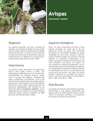 Avispas
(Hymenoptera: Vespidae)

Diagnosis

Aspectos biológicos

Los adultos presentan una gran variedad de
tamaños, son capaces de plegar las alas cuando
están en reposo, tienen una muesca en el margen
interno de los ojos, un patrón en las venas de
las alas anteriores muy característico, patas de
tamaño normal y el abdomen es muy estrecho y
relativamente largo (Borror et al., 1981).

Viven en nidos construidos con barro o ﬁbra
vegetal mezclada con saliva que le da una
apariencia similar al papel. Con frecuencia
se agrupan en sociedades divididas en castas
integradas por una reina, machos y obreras,
aunque también pueden ser solitarias. Algunas
especies no consumen directamente a sus
presas, sino que las mastican antes de ofrecerlas
como alimento a sus larvas, las cuales a su
vez, producen un líquido transparente, rico en
aminoácidos, que sirve de alimento a los adultos.
En la mayoría de las avispas con hábitos solitarios
la alimentación se basa en la introducción de
las larvas de sus presas a los nidos, los cuales
pueden construirse en cavidades de ramas o
troncos, así como enterrados en el suelo (Borror
et al., 1981; Hunt et al., 1982).

Importancia
Los adultos suelen alimentarse de substancias
dulces como jugos, néctar o polen, son
depredadores generalistas y se les ha reportado
alimentándose de diversos insectos plaga,
como el picudo del algodón, minadores de
hojas y diabróticas. No obstante, el 90 a 95%
de la proteína consumida por las avispas adultas
puede estar constituida por larvas de mariposa
(Carvalho y Souza, 2002). Algunas especies son
eﬁcientes depredadores del minador de las
hojas del cafeto (Leucoptera coffeella). Se ha
registrado que una colonia de la avispa Polistes
versicolor puede capturar alrededor de 4000
presas al año (Prezoto et al., 2006).

Distribución
Las avispas constituyen una familia muy grande,
diversiﬁcada y con amplia distribución que
incluye cerca de 5000 especies (Borror et al.,
1981). En Los Reyes, Michoacán, se colectaron
en arbustos y cultivos de zarzamora.

30
20

 