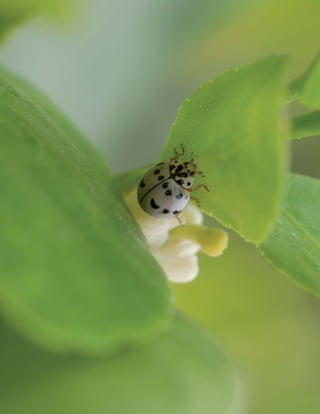 Insectos Benéﬁcos. Guía para su Identiﬁcación

31

 