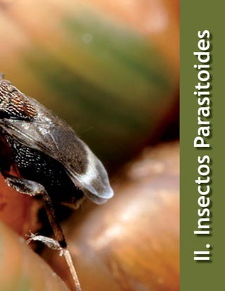 33

II. Insectos Parasitoides

 
