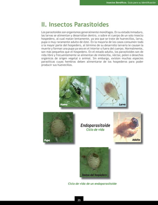 Insectos Benéﬁcos. Guía para su Identiﬁcación

II. Insectos Parasitoides
Los parasitoides son organismos generalmente monófagos. En su estado inmaduro,
las larvas se alimentan y desarrollan dentro, o sobre el cuerpo de un solo insecto
hospedero, al cual matan lentamente, ya sea que se trate de huevecillos, larva,
pupa o muy raramente adulto de éste. En la mayoría de los casos consumen todo
o la mayor parte del hospedero, al término de su desarrollo larvario le causan la
muerte y forman una pupa ya sea en el interior o fuera del cuerpo. Normalmente,
son más pequeños que el hospedero. En el estado adulto, los parasitoides son de
vida libre y frecuentemente se alimentan de mielecilla, néctar, polen o desechos
orgánicos de origen vegetal o animal. Sin embargo, existen muchas especies
parasíticas cuyas hembras deben alimentarse de los hospederos para poder
producir sus huevecillos.

Huevo

Larva

Endoparasitoide
Ciclo de vida

Adulto

Pupa

Restos del hospedero

Ciclo de vida de un endoparasitoide

35

 