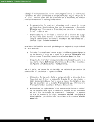 Insectos Benéﬁcos. Guía para su Identiﬁcación

Este tipo de enemigos naturales pueden tener una generación al año (univoltinos)
o presentar dos o más generaciones al año (multivoltinos) (Leyva, 1992; Cano et
al., 2004). Tomando como base su localización en el hospedero, los insectos
parasitoides se clasiﬁcan de la siguiente manera.
•

Ectoparasitoides. Se localizan y alimentan en el exterior del cuerpo
del hospedero. Un ejemplo de éste tipo de parasitoide es la avispita
Diglyphus spp. (Hymenoptera: Braconidae) que parasita al “minador de
la hoja” Liriomyza spp.

•

Endoparasitoides. Se localizan y alimentan en el interior del cuerpo
del hospedero. Como ejemplo se puede mencionar a la avispita Cotesia
ﬂavipes (Hymenoptera: Braconidae) parasitoide del “barrenador de la
caña de azúcar” Diatraea saccharalis.

De acuerdo al número de individuos que emergen del hospedero, los parasitoides
se clasiﬁcan como:
•

Solitarios. Son aquellos en los que un solo individuo se desarrolla dentro
de su hospedero, como es el caso de la avispita Diaeretiella spp.
(Hymenoptera: Braconidae) parasitoide del pulgón Myzus persicae.

•

Gregarios. Se desarrollan varios parasitoides en su hospedero, como es el
caso de la avispita Cotesia spp. (Hymenoptera: Braconidae) parasitoide
del “gusano cornudo del tomate” Manduca sexta.

Por otra parte, en función de la estrategia de desarrollo que utilizan los
parasitoides, se clasiﬁcan de la siguiente manera:
•

Idiobiontes. En los cuales la larva del parasitoide se alimenta de un
hospedero que detiene su desarrollo después de ser parasitado, es
decir, son parasitoides de huevo, larvas y pupas. Un ejemplo de este
tipo de parasitoide es la avispita Trichogramma spp. (Hymenoptera:
Trichogrammatidae) parasitoide de huevos de mariposa.

•

Koinobiontes. Son aquellos en los cuales la larva del parasitoide se alimenta
de un hospedero que sigue su desarrollo después de ser parasitado,
es decir, son parasitoides de huevo-larva, larva-pupa. Un ejemplo
de este parasitoide es la avispita Diadegma insulare (Hymenoptera:
Ichneumonidae), parasitoide de la “palomilla dorso de diamante” Plutella
xylostella.

36
20

 