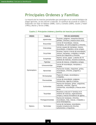 Insectos Benéﬁcos. Guía para su Identiﬁcación

Principales Ordenes y Familias
La mayoría de los insectos parasitoides que participan en el control biológico de
plagas agrícolas, ya sea natural o inducido, se clasiﬁcan de acuerdo al cuadro 2,
elaborado con base en Bahena (2008), Cano y Carballo (2004), Goulet y Huber
(1993) y Morón y Terrón (1988).
Cuadro 2. Principales órdenes y familias de insectos parasitoides
ORDEN

FAMILIA

TIPO DE HOSPEDERO

Aphelinidae

Escamas, pulgones, mosquitas blancas,
psílidos, chinches y moscas entre otros.

Braconidae

Larvas de escarabajos, moscas,
mariposas, así como pulgones y chinches.

Chalcididae

Larvas o pupas de mariposas, moscas,
escarabajos, crisópidos y otras avispas.

Encyrtidae

Escamas, huevos o larvas de escarabajos,
moscas, mariposas, crisópidos y avispas,
huevos de chapulines y chinches.

Eulophidae

Huevos, larvas, pupas y adultos de 10
órdenes de insectos, inclusive acuáticos.

Figitidae
Ichneumonidae
Hymenoptera

Mymaridae

Larvas de moscas, crisópidos y avispas.
Larvas de escarabajos, mariposas y
avispas.
Huevos de cícadas, chapulines, grillos,
escarabajos, chinches, pulgones y
moscas.

Perilampidae

Pupas de avispas, escarabajos y
crisópidos.

Pteromalidae

Larvas de escarabajos, pulgones,
chicharritas, cigarras y moscas.

Scelionidae

Torymidae

Parasitan a más de 51 familias en 8
órdenes de insectos, especialmente
avispas y moscas formadoras de agallas.

Trichogrammatidae

Diptera

Huevos de mariposa, grillos, chapulines,
mántidos, chinches, cigarras,
chicharritas, escarabajos y moscas entre
otros.

Huevos de mariposas, chinches,
escarabajos, trips, moscas, crisópidos y
otros himenópteros.

Tachinidae

38
20

Larvas de mariposas, escarabajos,
estados inmaduros de chinches,
saltamontes y chapulines.

 