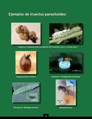Ejemplos de insectos parasitoides:

Gregarios. Endoparasitoide emergiendo del hospedero (izq.) y cocones (der.)

Endoparasitoide solitario

Idiobionte: Trichogramma pretiosum

Koinobionte: Diadegma insulare

Hiperparasitismo

39

 