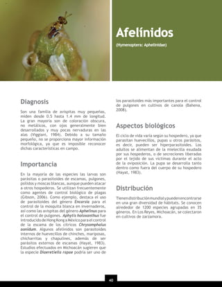 Afelínidos
(Hymenoptera: Aphelinidae)

Diagnosis

los parasitoides más importantes para el control
de pulgones en cultivos de canola (Bahena,
2008).

Son una familia de avispitas muy pequeñas,
miden desde 0.5 hasta 1.4 mm de longitud.
La gran mayoría son de coloración obscura,
no metálicos, con ojos generalmente bien
desarrollados y muy pocas nervaduras en las
alas (Viggiani, 1984). Debido a su tamaño
pequeño, no se proporciona mayor información
morfológica, ya que es imposible reconocer
dichas características en campo.

Aspectos biológicos
El ciclo de vida varía según su hospedero, ya que
parasitan huevecillos, pupas u otros parásitos,
es decir, pueden ser hiperparasitoides. Los
adultos se alimentan de la mielecilla exudada
por sus hospederos, o de secreciones liberadas
por el tejido de sus víctimas durante el acto
de la oviposición. La pupa se desarrolla tanto
dentro como fuera del cuerpo de su hospedero
(Hayat, 1983).

Importancia
En la mayoría de las especies las larvas son
parásitas o parasitoides de escamas, pulgones,
psílidos y moscas blancas, aunque pueden atacar
a otros hospederos. Se utilizan frecuentemente
como agentes de control biológico de plagas
(Gibson, 2006). Como ejemplo, destaca el uso
de parasitoides del género Encarsia para el
control de la mosquita blanca en invernaderos,
así como las avispitas del género Aphelinus para
el control de pulgones. Aphytis holoxanthus fue
introducido de Hong Kong a México para el control
de la escama de los cítricos Chrysomphalus
aonidum. Algunos afelínidos son parasitoides
internos de huevecillos de chinches, mariposas,
chicharritas y chapulines, además de ser
parásitos externos de escamas (Hayat, 1983).
Estudios efectuados en Michoacán sugieren que
la especie Diaeretiella rapae podría ser uno de

Distribución
Tienen distribución mundial y pueden encontrarse
en una gran diversidad de hábitats. Se conocen
alrededor de 1200 especies agrupadas en 35
géneros. En Los Reyes, Michoacán, se colectaron
en cultivos de zarzamora.

40
20

 