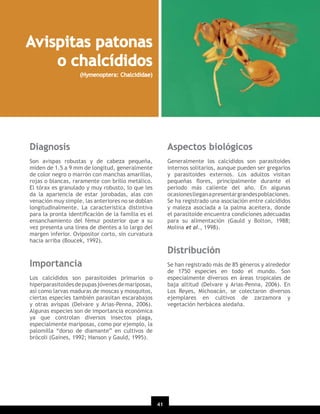 Avispitas patonas
o chalcídidos
(Hymenoptera: Chalcididae)

Diagnosis

Aspectos biológicos

Son avispas robustas y de cabeza pequeña,
miden de 1.5 a 9 mm de longitud, generalmente
de color negro o marrón con manchas amarillas,
rojas o blancas, raramente con brillo metálico.
El tórax es granulado y muy robusto, lo que les
da la apariencia de estar jorobadas, alas con
venación muy simple, las anteriores no se doblan
longitudinalmente. La característica distintiva
para la pronta identiﬁcación de la familia es el
ensanchamiento del fémur posterior que a su
vez presenta una línea de dientes a lo largo del
margen inferior. Ovipositor corto, sin curvatura
hacia arriba (Boucek, 1992).

Generalmente los calcídidos son parasitoides
internos solitarios, aunque pueden ser gregarios
y parasitoides externos. Los adultos visitan
pequeñas ﬂores, principalmente durante el
periodo más caliente del año. En algunas
ocasiones llegan a presentar grandes poblaciones.
Se ha registrado una asociación entre calcídidos
y maleza asociada a la palma aceitera, donde
el parasitoide encuentra condiciones adecuadas
para su alimentación (Gauld y Bolton, 1988;
Molina et al., 1998).

Distribución
Importancia

Se han registrado más de 85 géneros y alrededor
de 1750 especies en todo el mundo. Son
especialmente diversos en áreas tropicales de
baja altitud (Delvare y Arias-Penna, 2006). En
Los Reyes, Michoacán, se colectaron diversos
ejemplares en cultivos de zarzamora y
vegetación herbácea aledaña.

Los calcídidos son parasitoides primarios o
hiperparasitoides de pupas jóvenes de mariposas,
así como larvas maduras de moscas y mosquitos,
ciertas especies también parasitan escarabajos
y otras avispas (Delvare y Arias-Penna, 2006).
Algunas especies son de importancia económica
ya que controlan diversos insectos plaga,
especialmente mariposas, como por ejemplo, la
palomilla “dorso de diamante” en cultivos de
brócoli (Gaines, 1992; Hanson y Gauld, 1995).

41

 
