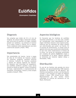 Eulóﬁdos
(Hymenoptera: Eulophidae)

Diagnosis

Aspectos biológicos

Son avispitas que miden de 0.4 a 6 mm de
longitud, de cuerpo frágil y coloración castaña,
que varía entre el amarillo y el negro, también
pueden ser metálicos. Las antenas se insertan
en la parte frontal e inferior de la cabeza.
Tórax y abdomen están separados por una clara
constricción (Goulet y Huber, 1993).

Es frecuente que las hembras de eulóﬁdos
necesiten alimentarse, y en éste caso, pueden
ser consideradas como depredadoras ya que
eligen individuos menores como especie presa,
mientras que los individuos de mayor tamaño
son seleccionados para poner sus huevos. En
el proceso de alimentación, la avispa clava el
aguijón más veces que cuando está ovipositando,
lo que trae como consecuencia la muerte de
la presa. Las larvas de mariposas parasitadas
por avispitas del género Euplectrus cargan a
su parasitoide en el dorso. Algunas especies
se alimentan de material vegetal (Alayo y
Hernández, 1978).

Importancia
Son parasitoides de huevos, larvas y pupas
de más de 10 órdenes de insectos, pueden
ser solitarios, gregarios, parásitos externos
o internos, inclusive de insectos acuáticos
y adultos de algunas especies de insectos.
No obstante esta diversidad de hospederos,
los eulóﬁdos preﬁeren aquellos cuyas larvas
jóvenes se alojan en agallas, ramas o minadores
de hojas, especialmente, a representantes de
mariposas, escarabajos, moscas y otras avispas
(LaSalle y Schauff, 1992).

Distribución
Es una de las familias más grandes de micro
avispitas, con aproximadamente 4300 especies
agrupadas en alrededor de 300 géneros. Son
insectos cosmopolitas, es decir, con distribución
mundial y son comunes en todos los hábitats
(Goulet y Huber, 1993; Schauff et al., 2006).
Representantes de ésta familia fueron
colectados en cultivos de zarzamora en Los
Reyes, Michoacán.

43

 