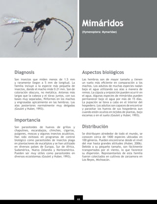 Mimáridos
(Hymenoptera: Mymaridae)

Diagnosis

Aspectos biológicos

Son insectos que miden menos de 1.5 mm
y raramente llegan a 5 mm de longitud. La
familia incluye a la especie más pequeña de
insectos, donde el macho mide 0.21 mm. Son de
coloración obscura, no metálica. Antenas más
largas que la cabeza y el tórax juntos, con sus
bases muy separadas, ﬁliformes en los machos
y engrosadas apicalmente en las hembras. Las
alas posteriores normalmente muy delgadas
(Goulet y Huber, 1993).

Las hembras son de mayor tamaño y tienen
un vuelo más eﬁciente en comparación a los
machos. Los adultos de muchas especies nadan
bajo el agua utilizando sus alas a manera de
remos. La cópula y oviposición pueden ocurrir en
el agua. Algunas especies de mimáridos pueden
permanecer bajo el agua por más de 15 días.
La pupación se lleva a cabo en el interior del
hospedero. Los adultos son capaces de encontrar
y parasitar los huevos de sus hospederos aun
cuando estén ocultos en tejidos de plantas, bajo
escamas o en el suelo (Goulet y Huber, 1993).

Importancia
Distribución

Son parasitoides de huevos de grillos y
chapulines, escarabajos, chinches, cigarras,
pulgones, moscas y algunos insectos acuáticos.
Han sido exitosos en programas de control
biológico como parasitoides de insectos plaga
en plantaciones de eucaliptos y se han utilizado
en diversos países de Europa, Sur de África,
Sudamérica, Nueva Zelandia y Norteamérica.
Pueden ser muy útiles como parasitoides en
diversos ecosistemas (Goulet y Huber, 1993).

Se distribuyen alrededor de todo el mundo, se
conocen cerca de 1400 especies ubicadas en
100 géneros. Pueden encontrarse desde el nivel
del mar hasta grandes altitudes (Huber, 2006).
Debido a su pequeño tamaño, son fácilmente
transportados por el viento, lo que favorece
su dispersión. Representantes de esta familia
fueron colectados en cultivos de zarzamora en
Los Reyes, Michoacán.

44
20

 