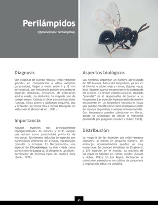 Perilámpidos
(Hymenoptera: Perilampidae)

Diagnosis

Aspectos biológicos

Son avispitas de cuerpo robusto, relativamente
grandes en comparación a otras avispitas
parasitoides, llegan a medir entre 1 y 12 mm
de longitud, con frecuencia pueden encontrarse
especies metálicas, brillantes, de coloración
azul o verde, no obstante, la mayoría son de
cuerpo negro. Cabeza y tórax con puntuaciones
rugosas, tórax ancho y abdomen pequeño, liso
y brillante, de forma más o menos triangular en
vista lateral (Borror et al., 1981).

Las hembras depositan un número aproximado
de 500 huevos, fuera del hospedero, ya sea en
el interior o sobre hojas y ramas, algunas veces
bajo líquenes que se encuentran en la corteza de
los árboles. El primer estadio larvario, llamado
“planidia” es el responsable de buscar a su
hospedero. Las especies hiperparasitoides suelen
esconderse en un hospedero secundario hasta
que puedan manifestarse como endoparasitoides
de moscas taquínidas o avispas ichneumónidas.
Con frecuencia pueden colectarse en ﬂores,
donde se alimentan de néctar o mielecilla
producida por pulgones (Goulet y Huber, 1993).

Importancia
Algunas
especies
son
principalmente
hiperparasitoides de moscas y otras avispas
que actúan como parasitoides primarios de
mariposas. Un número reducido de especies son
parasitoides primarios de avispas, escarabajos
(picudos) y crisopas. En Norteamérica, una
especie de Chrysolampus ha sido criada como
parasitoide de Lyctus sp. (Coleoptera: Lyctidae),
barrenador de diversos tipos de madera dura
(Burks, 1979).

Distribución
La mayoría de las especies son relativamente
comunes, al menos en pequeño número, sin
embargo, ocasionalmente pueden ser muy
numerosas. Se conocen alrededor de 25 géneros
y 270 especies en el mundo. La mayoría de
las especies habitan en climas cálidos (Goulet
y Huber, 1993). En Los Reyes, Michoacán se
colectaron ejemplares en cultivo de zarzamora
y vegetación arbustiva aledaña.

45

 
