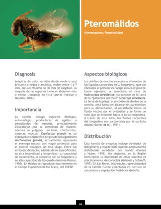 Pteromálidos
(Hymenoptera: Pteromalidae)

Diagnosis

Aspectos biológicos

Avispitas de color variable desde verde o azul
brillante a negro o amarillo, miden entre 1 y 7
mm, con un máximo de 30 mm de longitud. La
mayoría de las especies tiene el abdomen más
o menos triangular en vista lateral (Hanson y
Heydon, 2006).

Los adultos de muchas especies se alimentan de
los líquidos corporales de su hospedero, que son
liberados al perforar el cuerpo con el ovipositor.
Como ejemplo, se menciona el caso de
Habrocytus cerealellae, parasitoide de la larva
de la “palomilla del maíz” Sitotroga cerealella.
La larva de la plaga, al encontrarse dentro de la
semilla, está fuera del alcance del parasitoide;
para su alimentación, el parasitoide libera un
ﬂuido viscoso por el ovipositor y se forma un
tubo que se extiende hacia la larva hospedera.
A través de este tubo, los ﬂuidos corporales
del hospedero son succionados por el parásito
adulto (Borror et al., 1981).

Importancia
La
familia
incluye
especies
ﬁtófagas,
entomófagas, productoras de agallas, y
parasitoides de insectos, principalmente
escarabajos que se alimentan de madera,
además de pulgones, escamas, chicharritas,
cigarras, moscas. Catolaccus grandis es un
ectoparásito especíﬁco del picudo del algodonero
Anthonomus grandis, actualmente representa
el enemigo natural con mayor potencial para
el control biológico de esta plaga. Entre sus
atributos destacan, además de su especiﬁcidad,
su alta fecundidad y longevidad, su capacidad
de incremento, la sincronía con su hospedero y
su alta capacidad de búsqueda (Morales-Ramos,
1998). En México se reproduce masivamente en
el Campo Experimental Río Bravo, del INIFAP.

Distribución
Esta familia de avispitas incluye alrededor de
800 géneros y más de 4000 especies ampliamente
distribuidas alrededor del mundo (Goulet
y Huber, 1993). No obstante, en la Región
Neotropical la diversidad de estos insectos es
prácticamente desconocida (Grissell y Schauff,
1997). En Los Reyes, Michoacán, representantes
de la familia fueron colectados en cultivos de
zarzamora y vegetación herbácea aledaña.

46
20

 